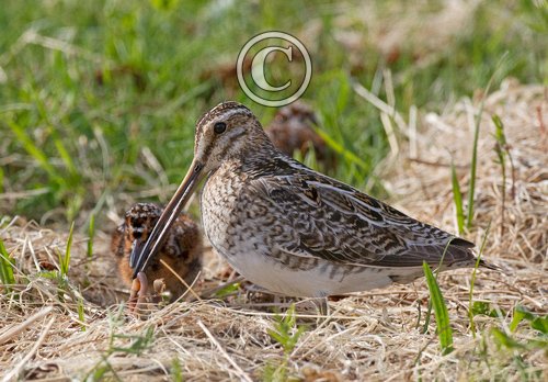 Common Snipe Feeding Chick DM1052